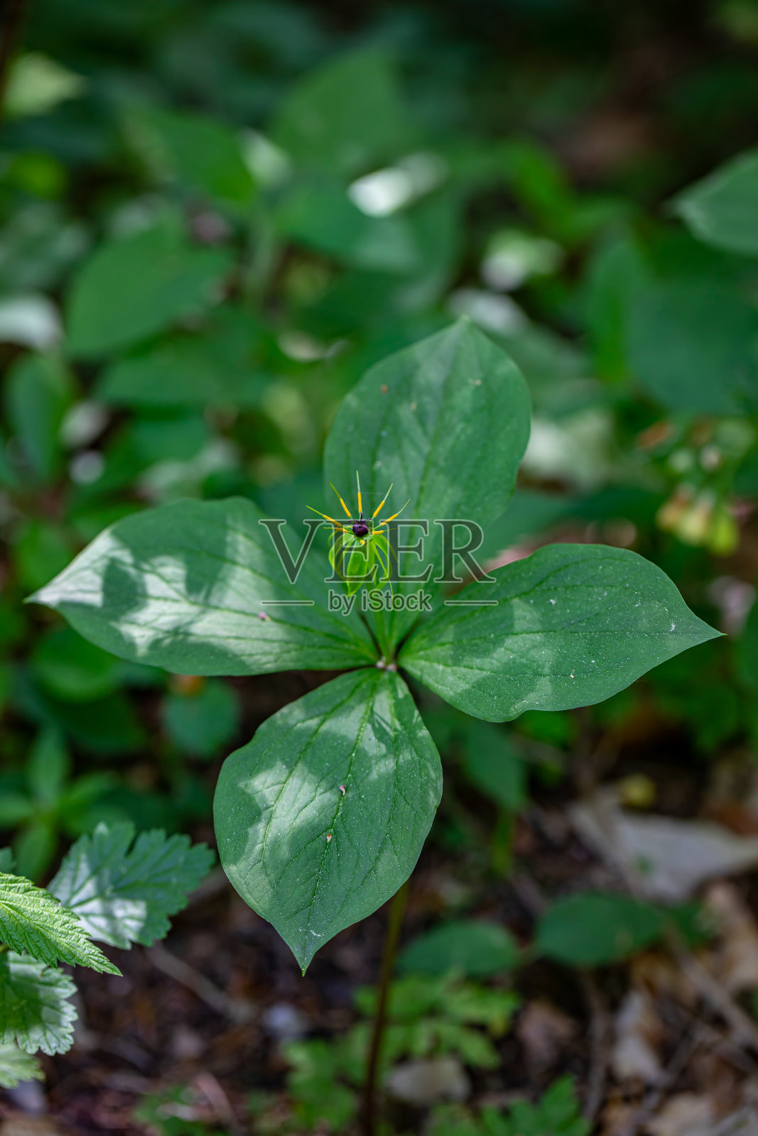 巴黎四叶花生长在森林，宏观照片摄影图片