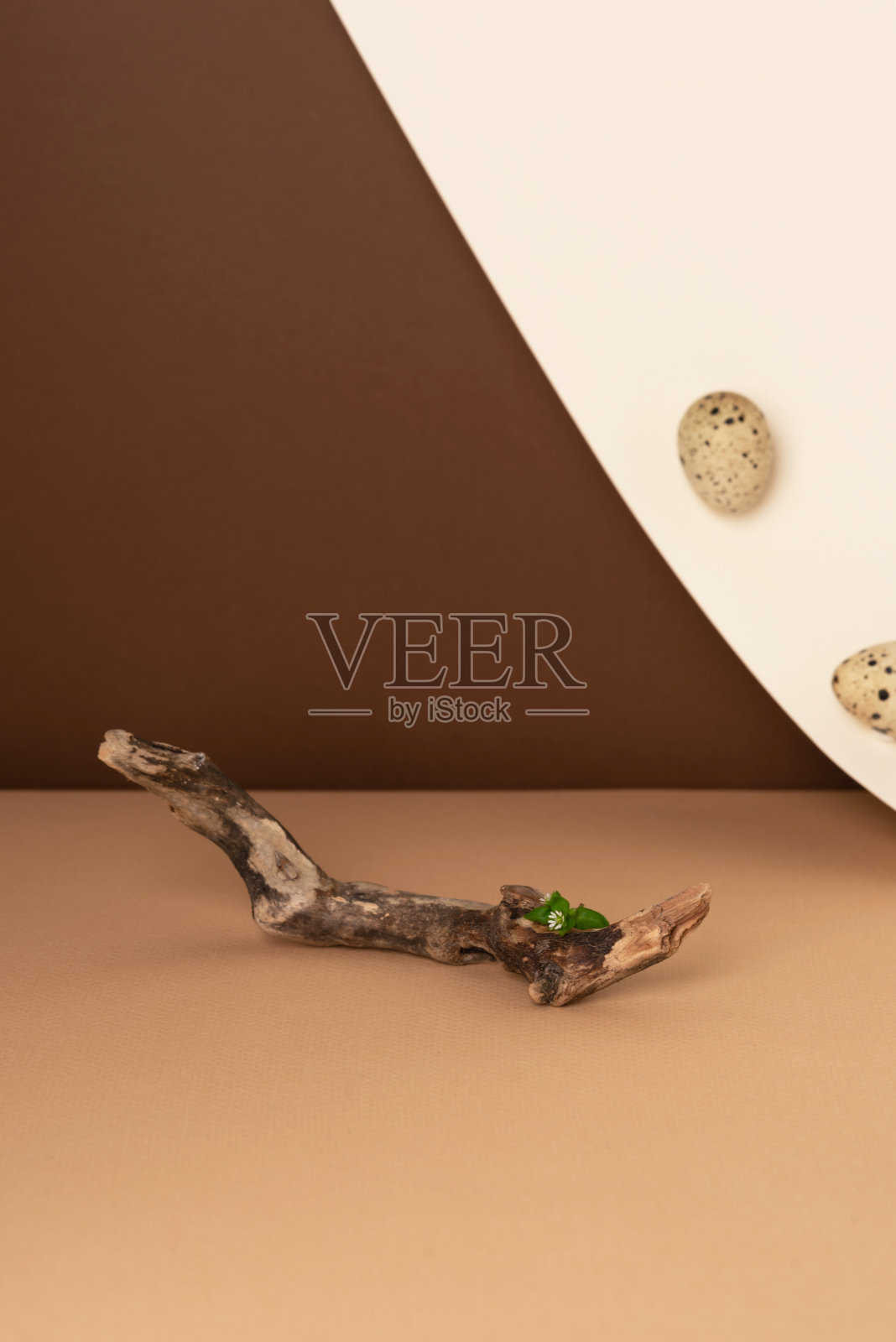 背景是一株绿色植物和鹌鹑蛋的木树枝照片摄影图片