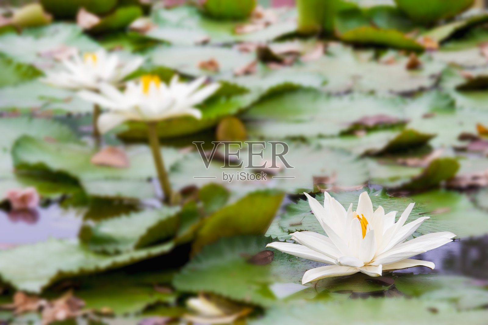 荷塘里开着白荷花和黄荷花照片摄影图片