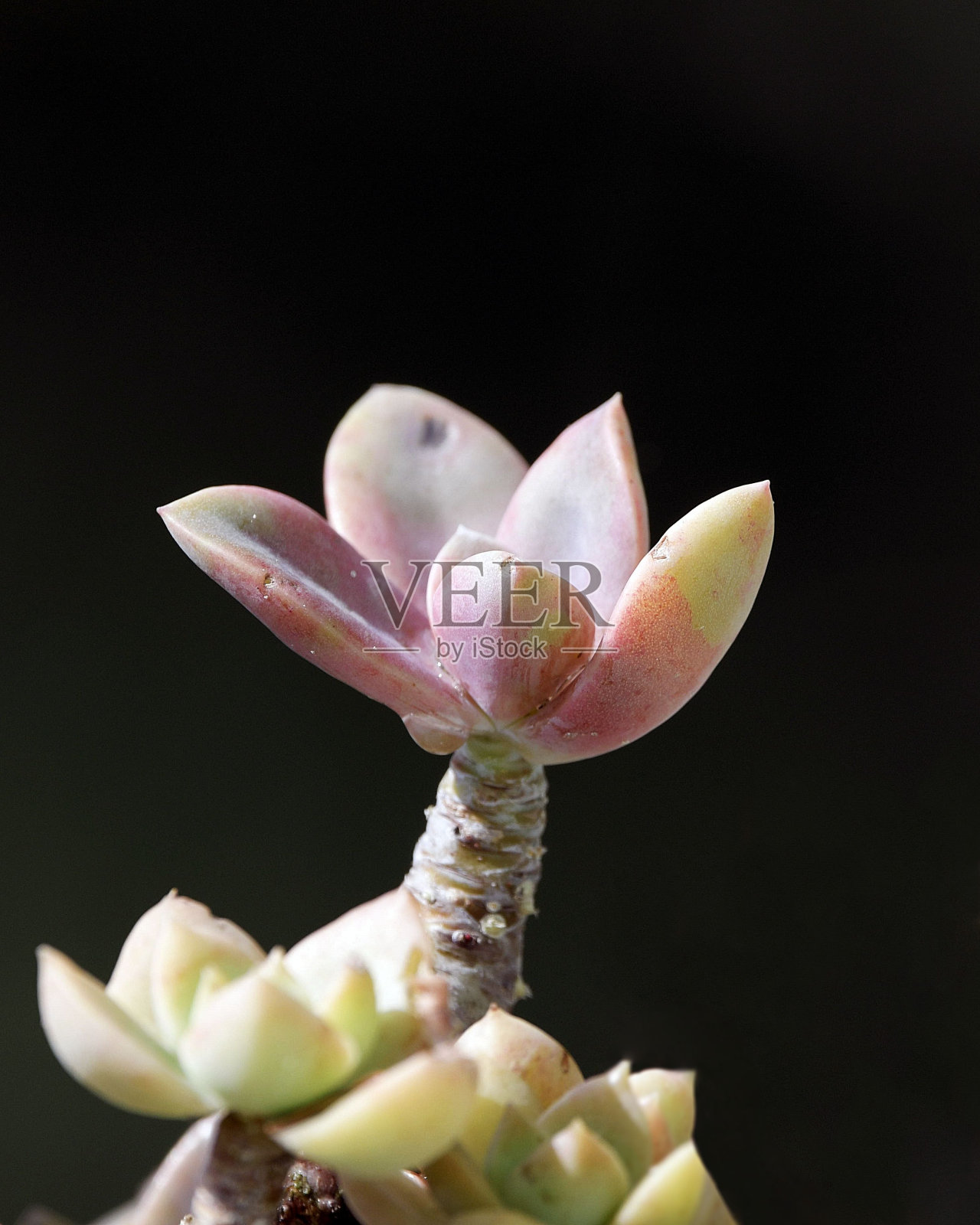 多肉植物孤立在黑色背景，垂直，特写照片摄影图片