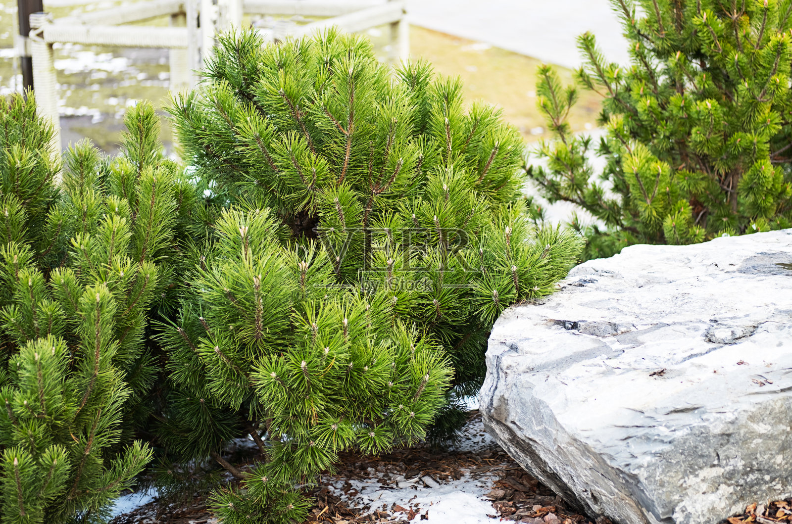 公园里，小枞树覆盖着初雪。照片摄影图片