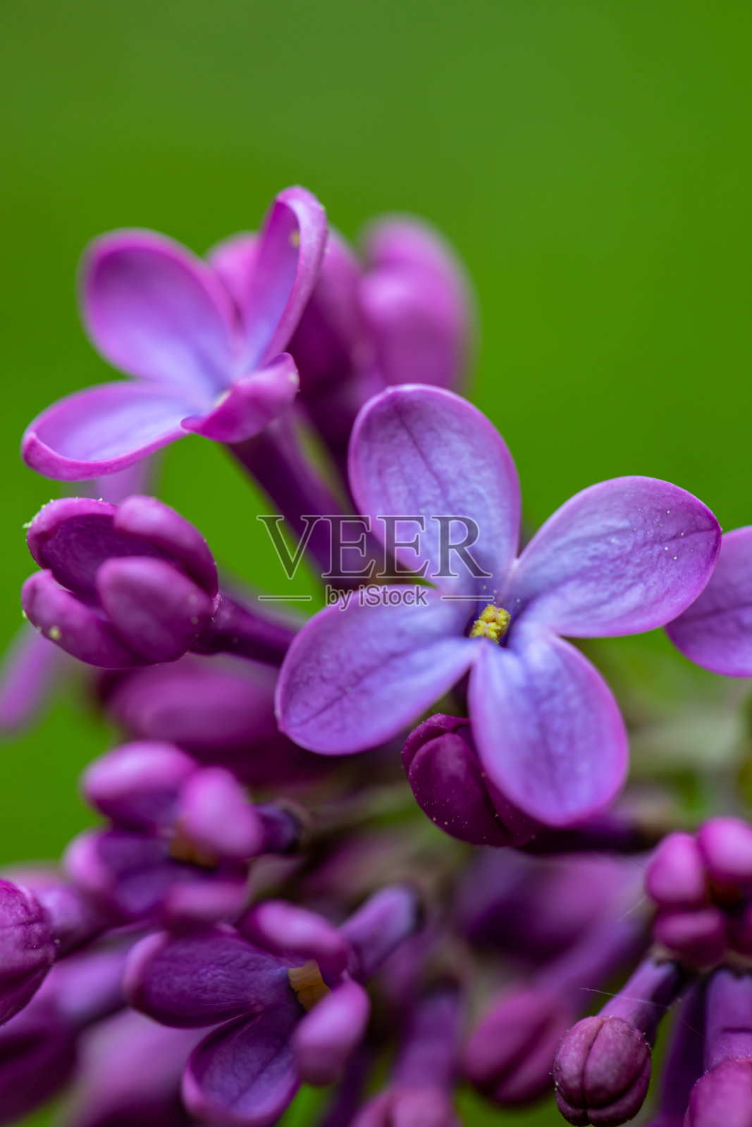 紫丁香花生长在草甸，大型照片摄影图片