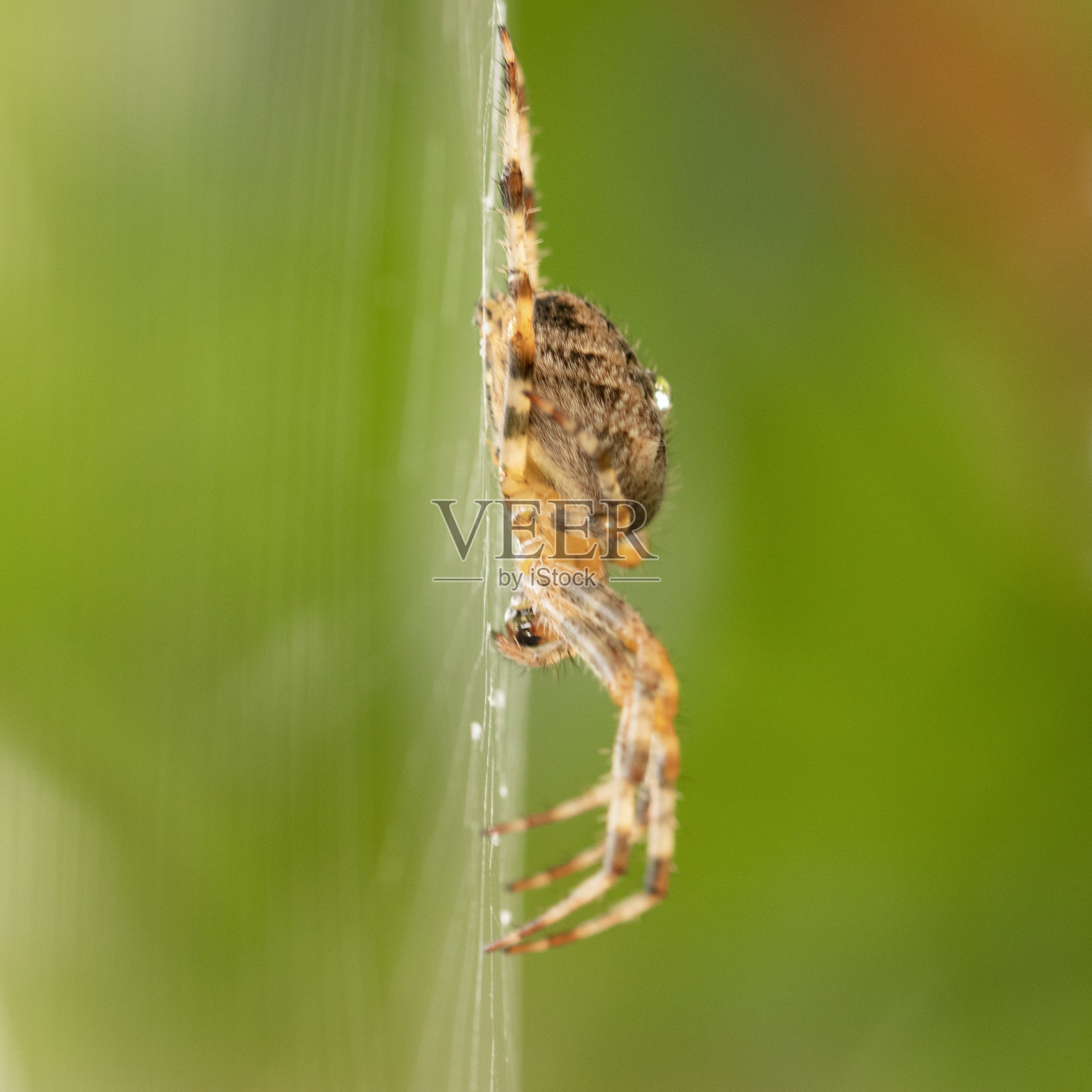 特写镜头的蜘蛛在蛛网与模糊的背景照片摄影图片