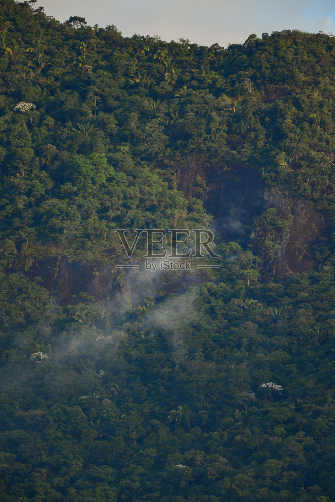下午晚些时候，蒂茹卡国家公园茂密的大西洋雨林照片摄影图片