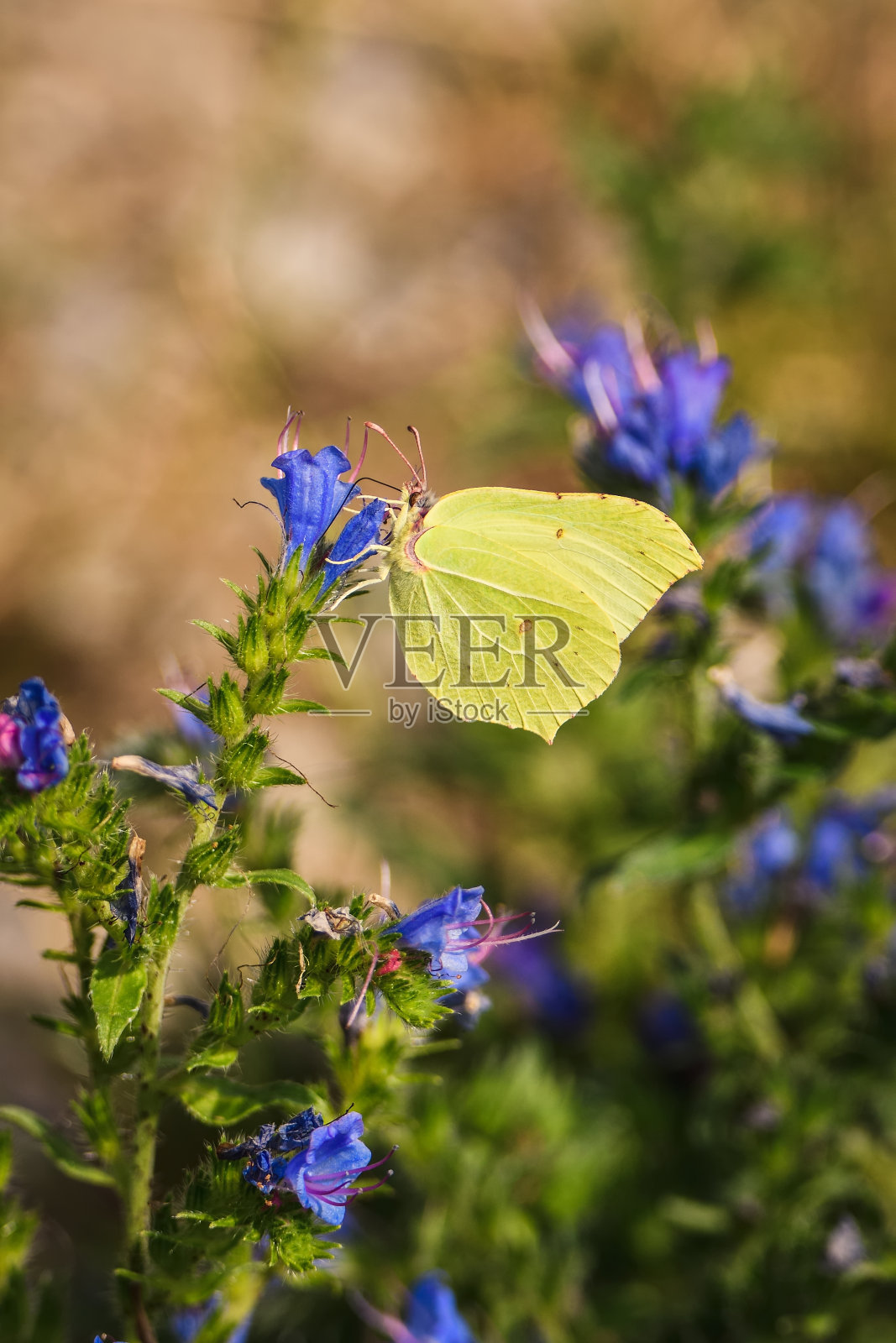 美丽的夏日花景。照片摄影图片