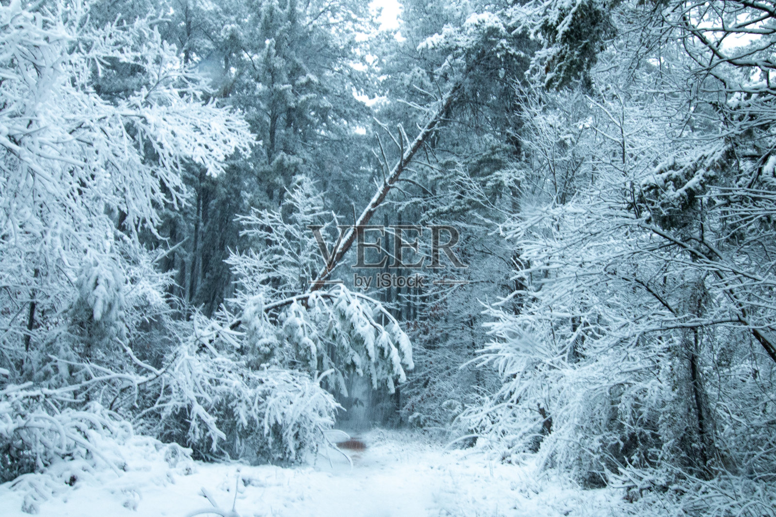 白雪皑皑的小道照片摄影图片