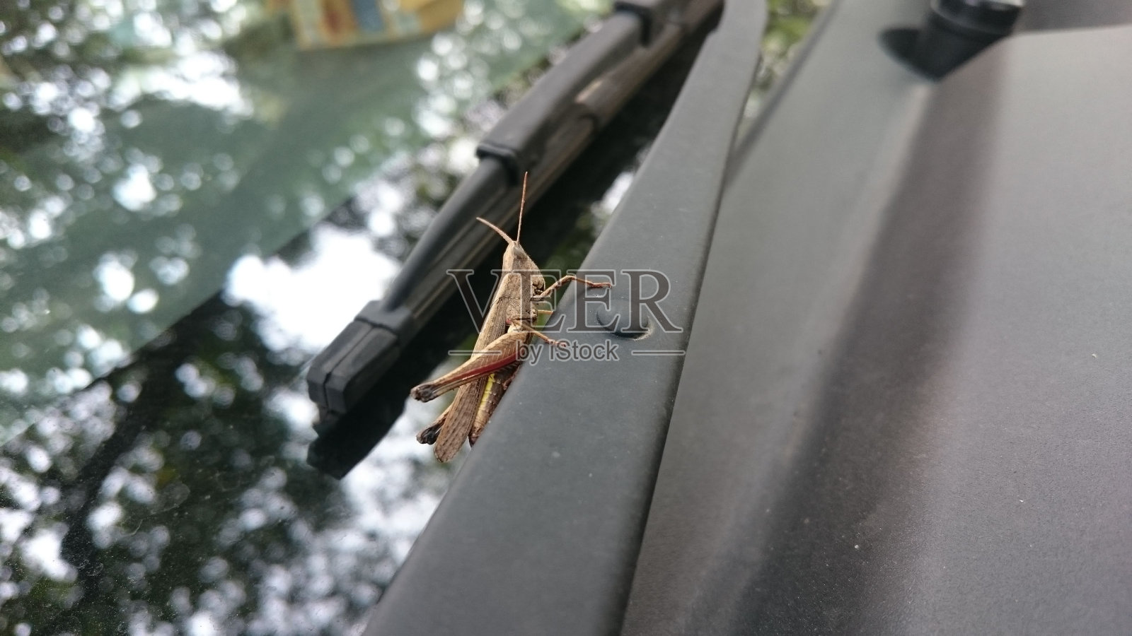 汽车雨刷上的蚱蜢照片摄影图片