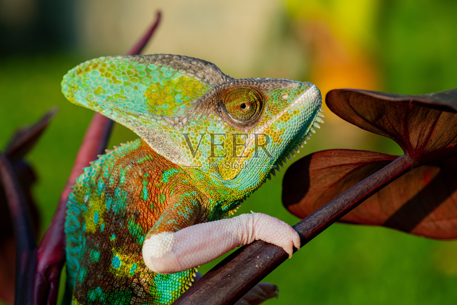 背景模糊的变色龙，捕食者照片摄影图片