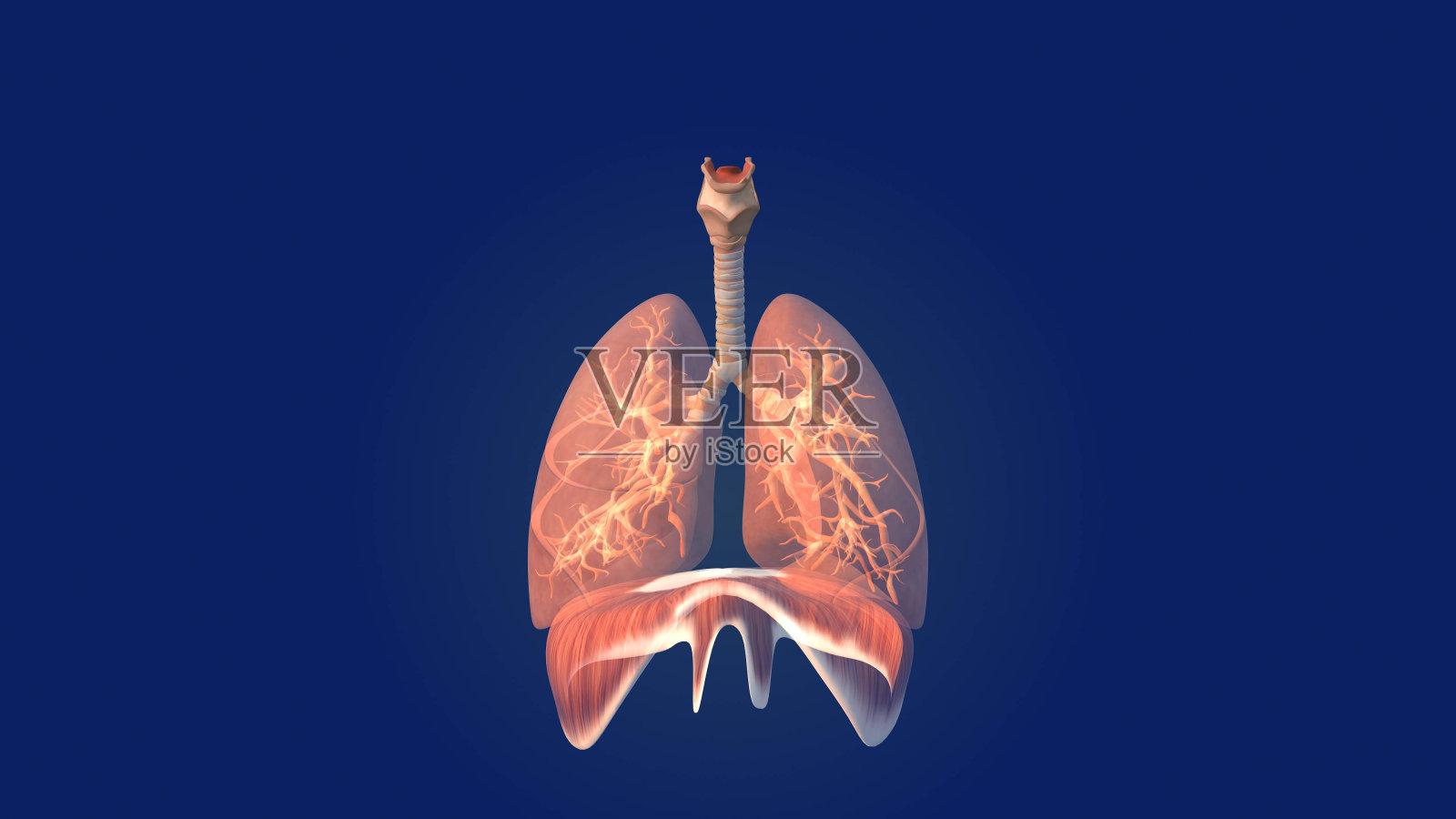 人类肺部保健医学背景照片摄影图片