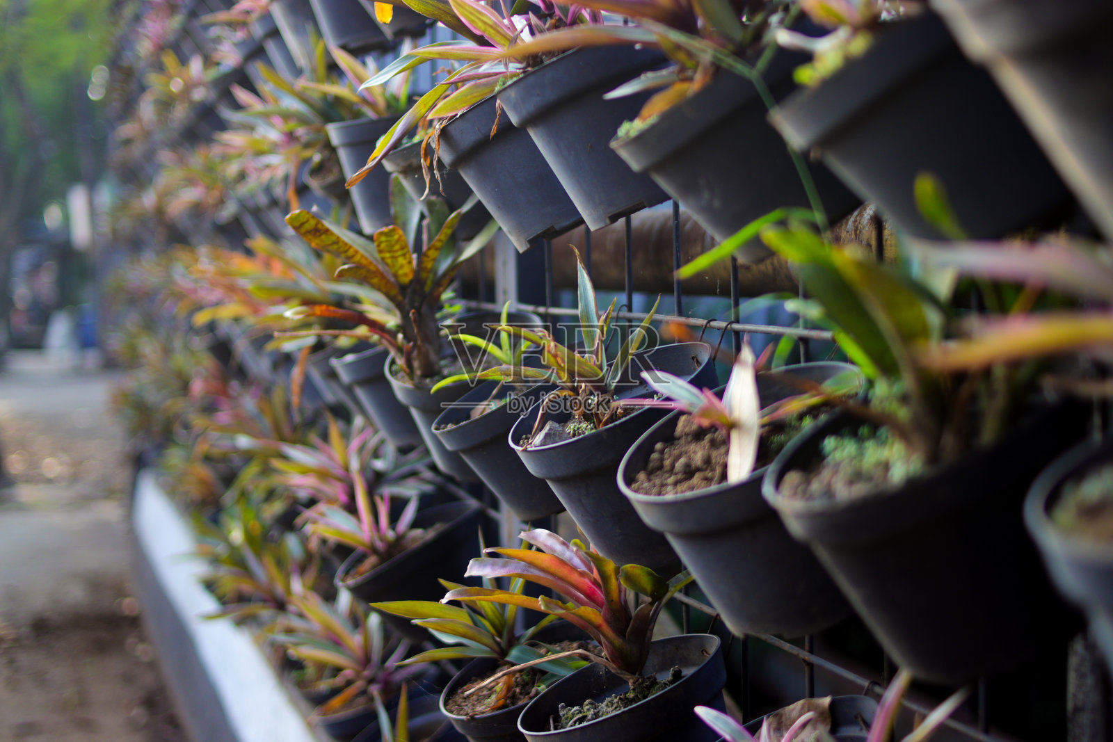 栅栏上，人行道上黑花盆里种着凌乱的室内植物。照片摄影图片