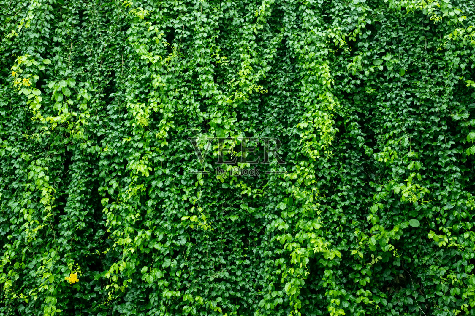 绿叶墙背景，婚礼背景照片摄影图片