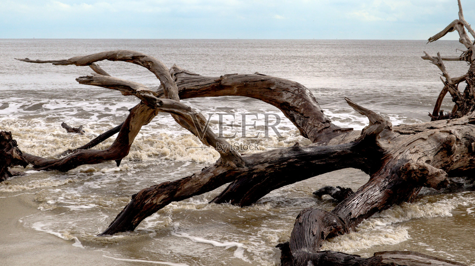 漂流木海滩考试照片摄影图片