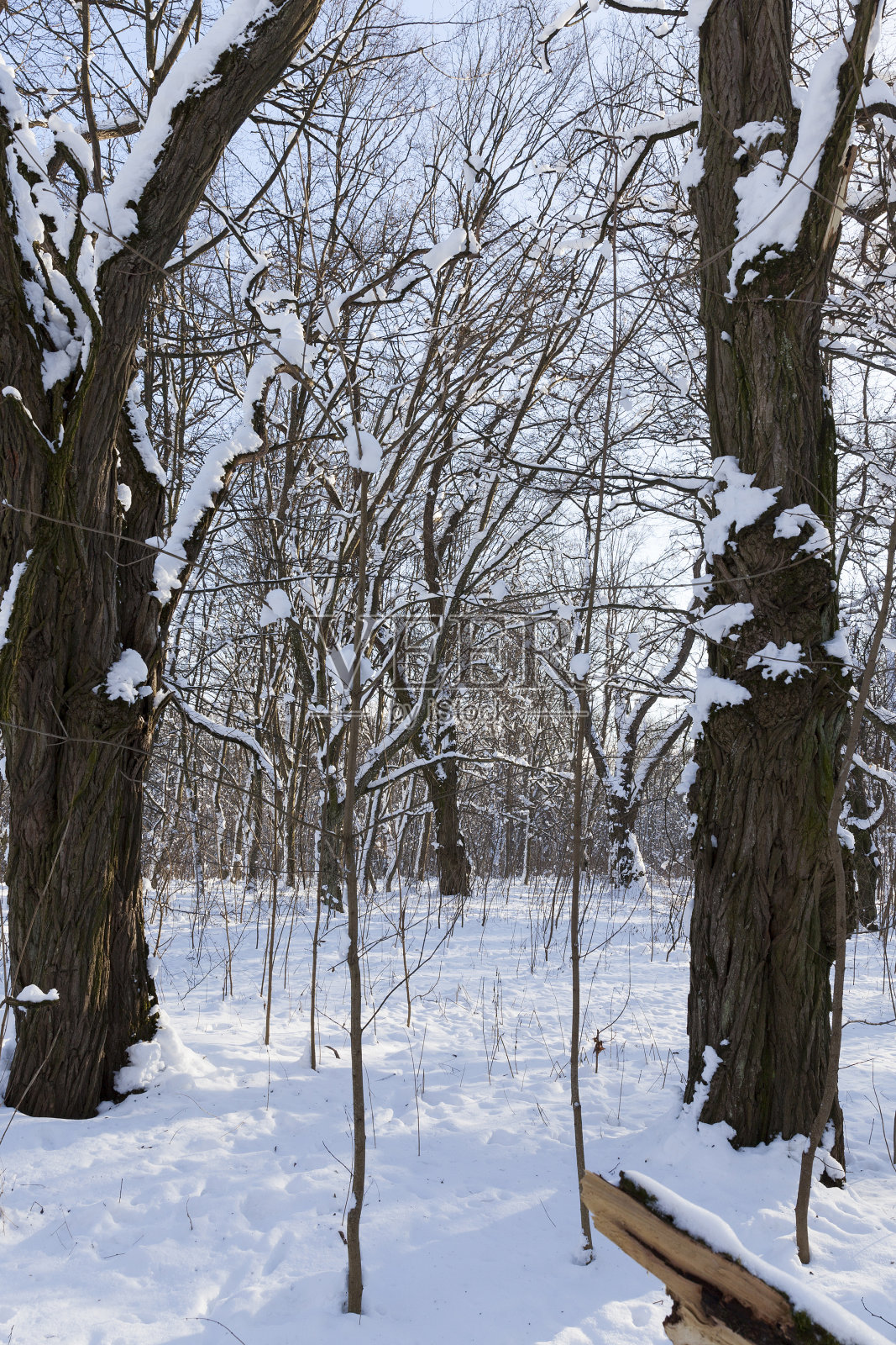 落叶树在冬天的雪地里照片摄影图片