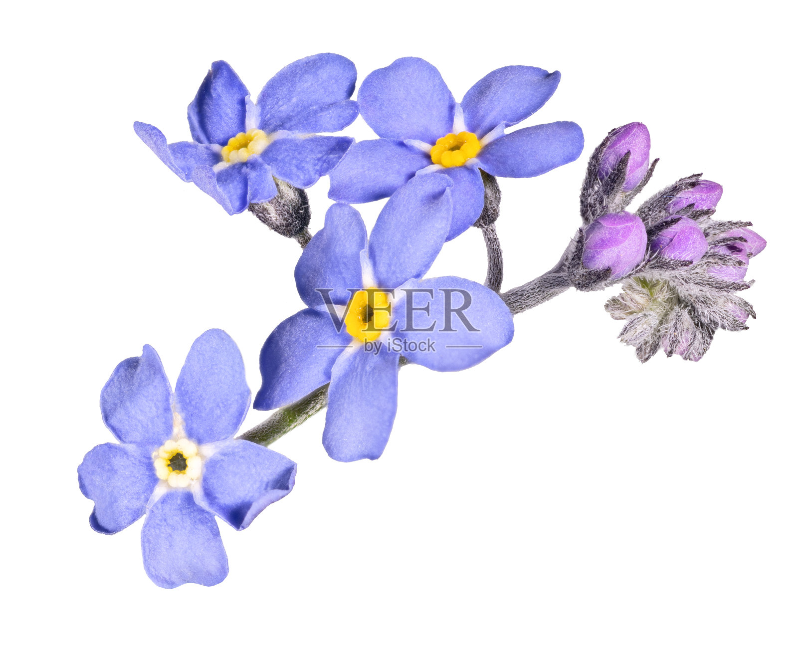 蓝色勿忘我花小群花蕾照片摄影图片