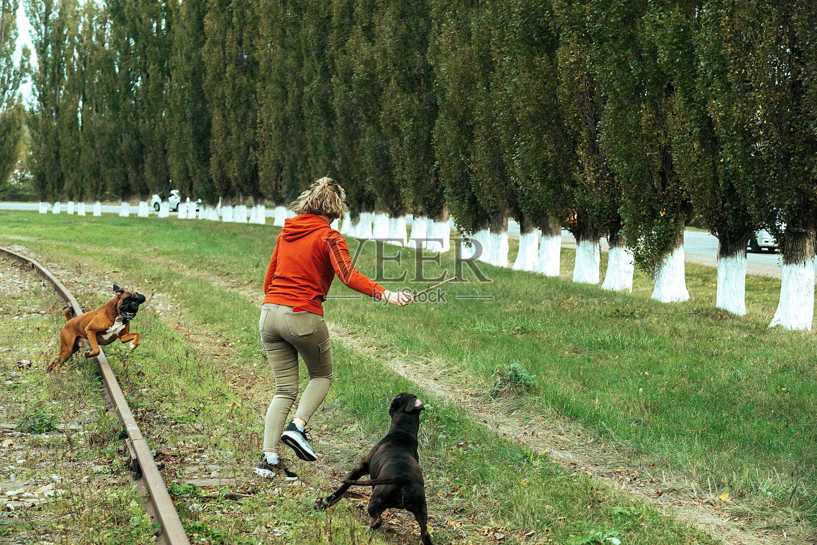 女狗舍主人带着成年大狗散步照片摄影图片