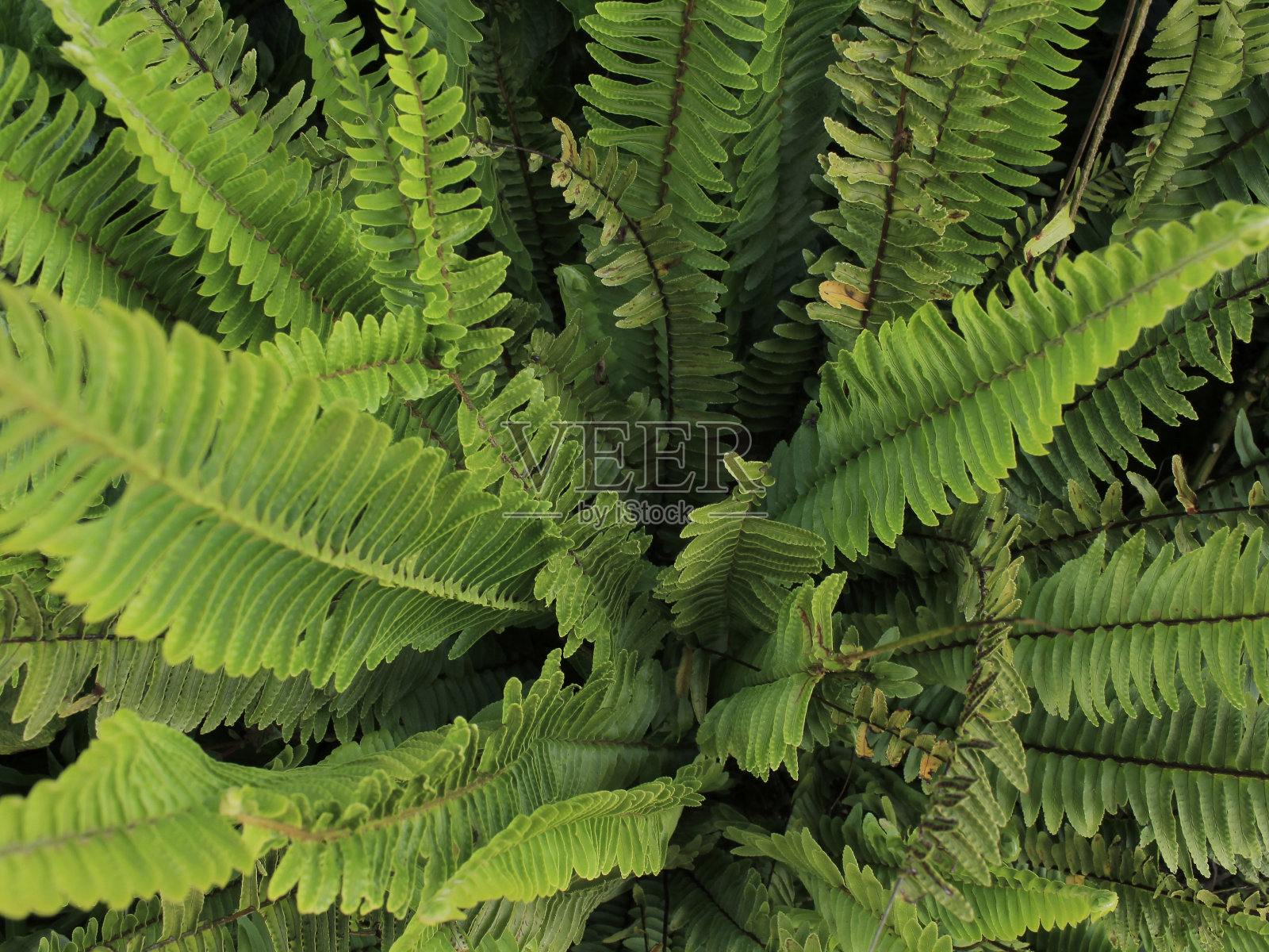 蕨类植物叶子特写镜头照片摄影图片