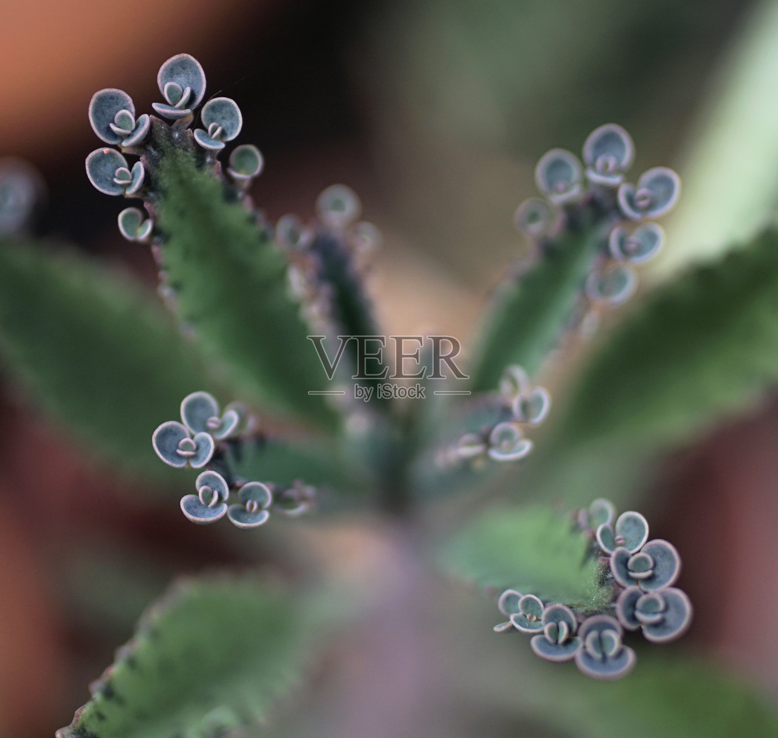 肉质植物新叶的特写镜头照片摄影图片