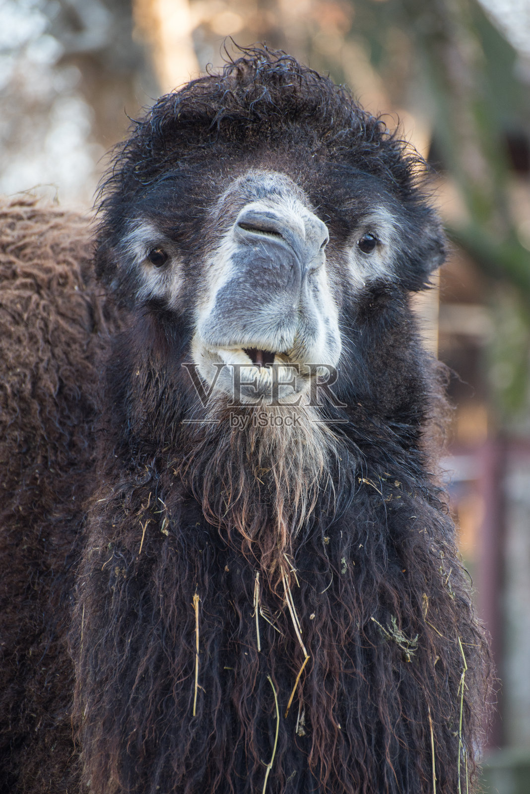 动物园里的双峰骆驼。照片摄影图片