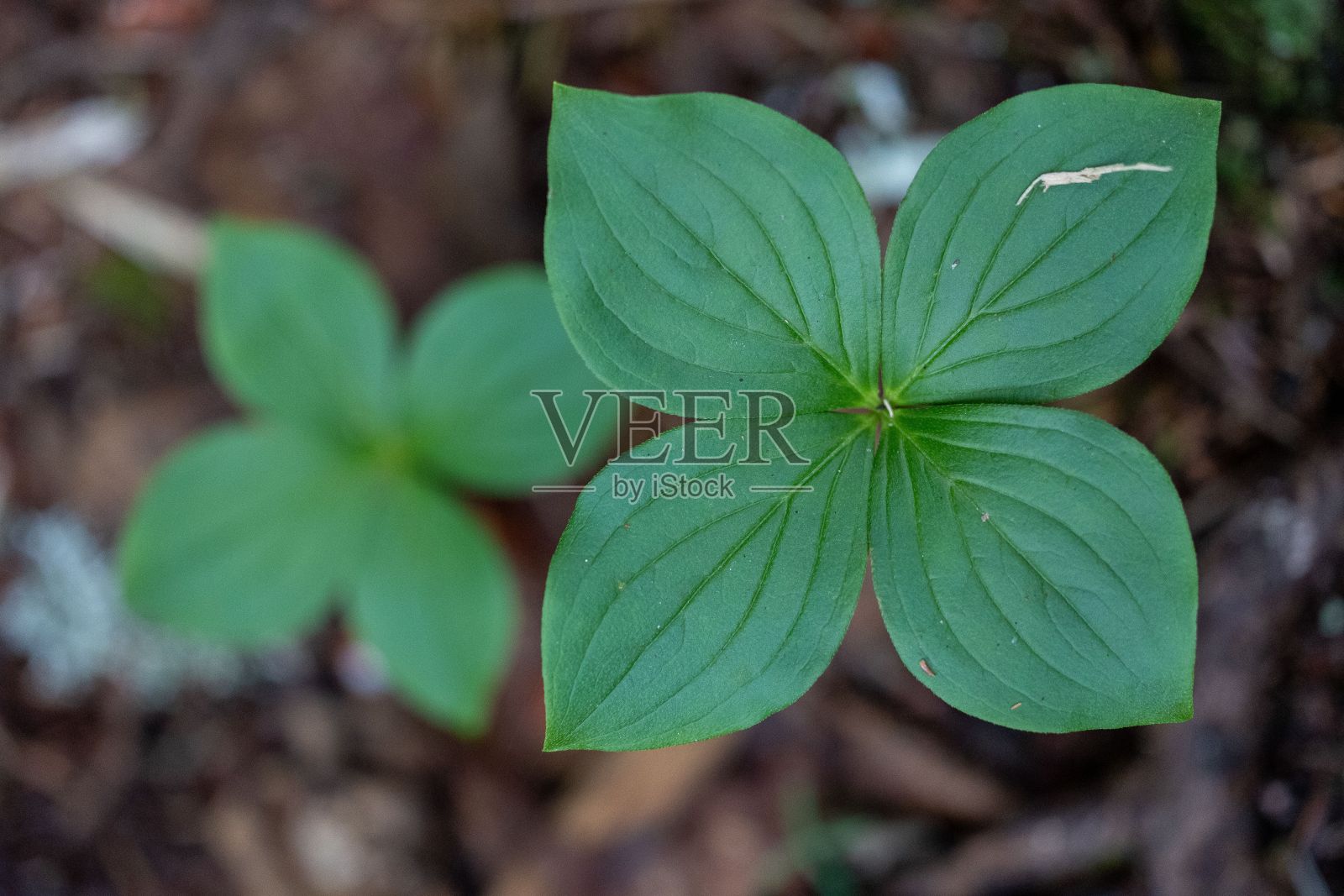 山茱萸植物的叶子从森林地面生长的微距镜头照片摄影图片