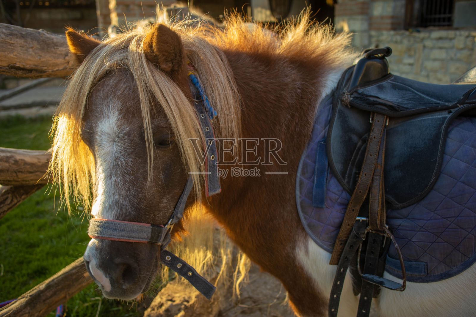 农场里可爱的棕色马的特写镜头照片摄影图片