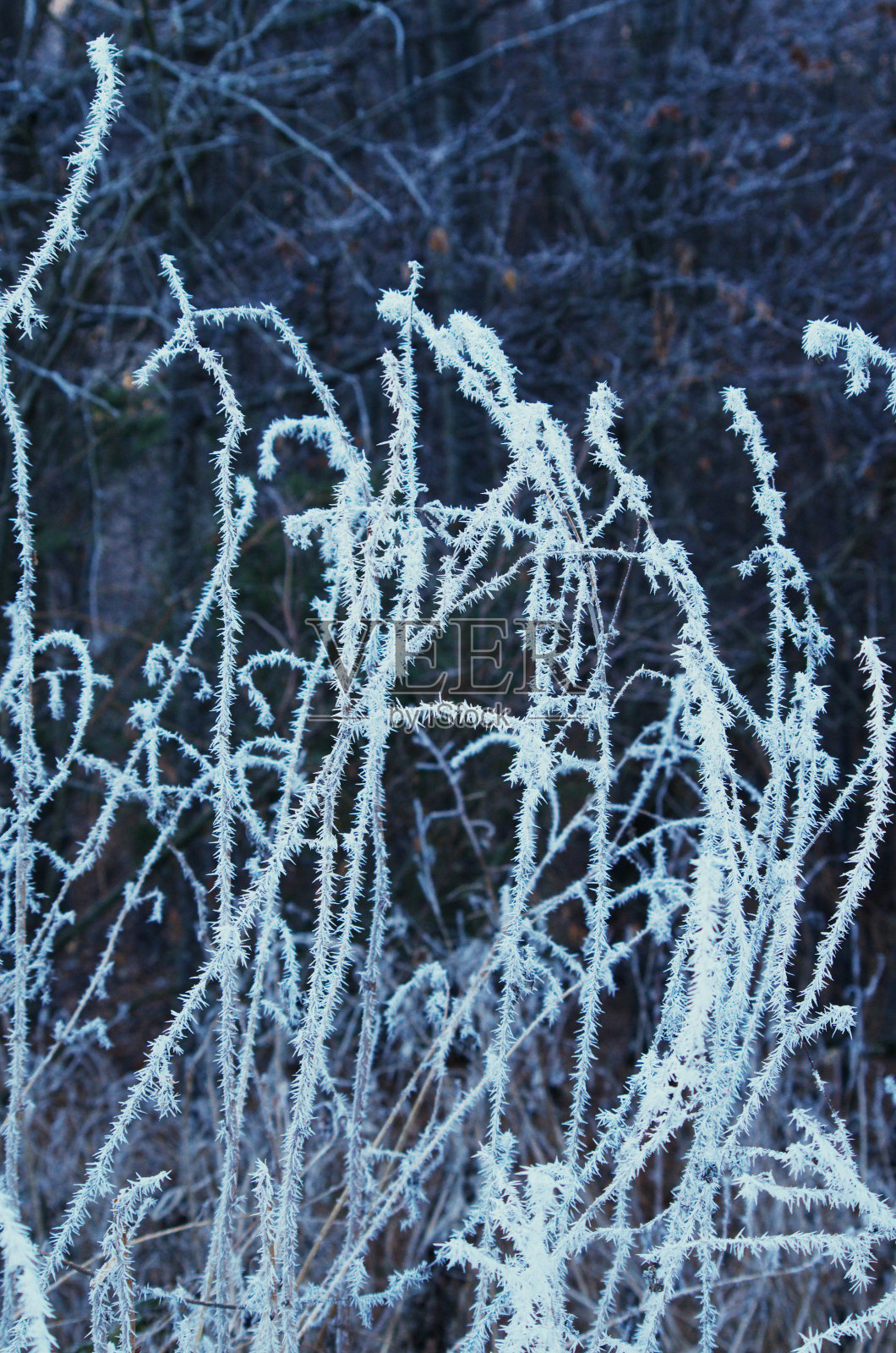 白霜照片摄影图片