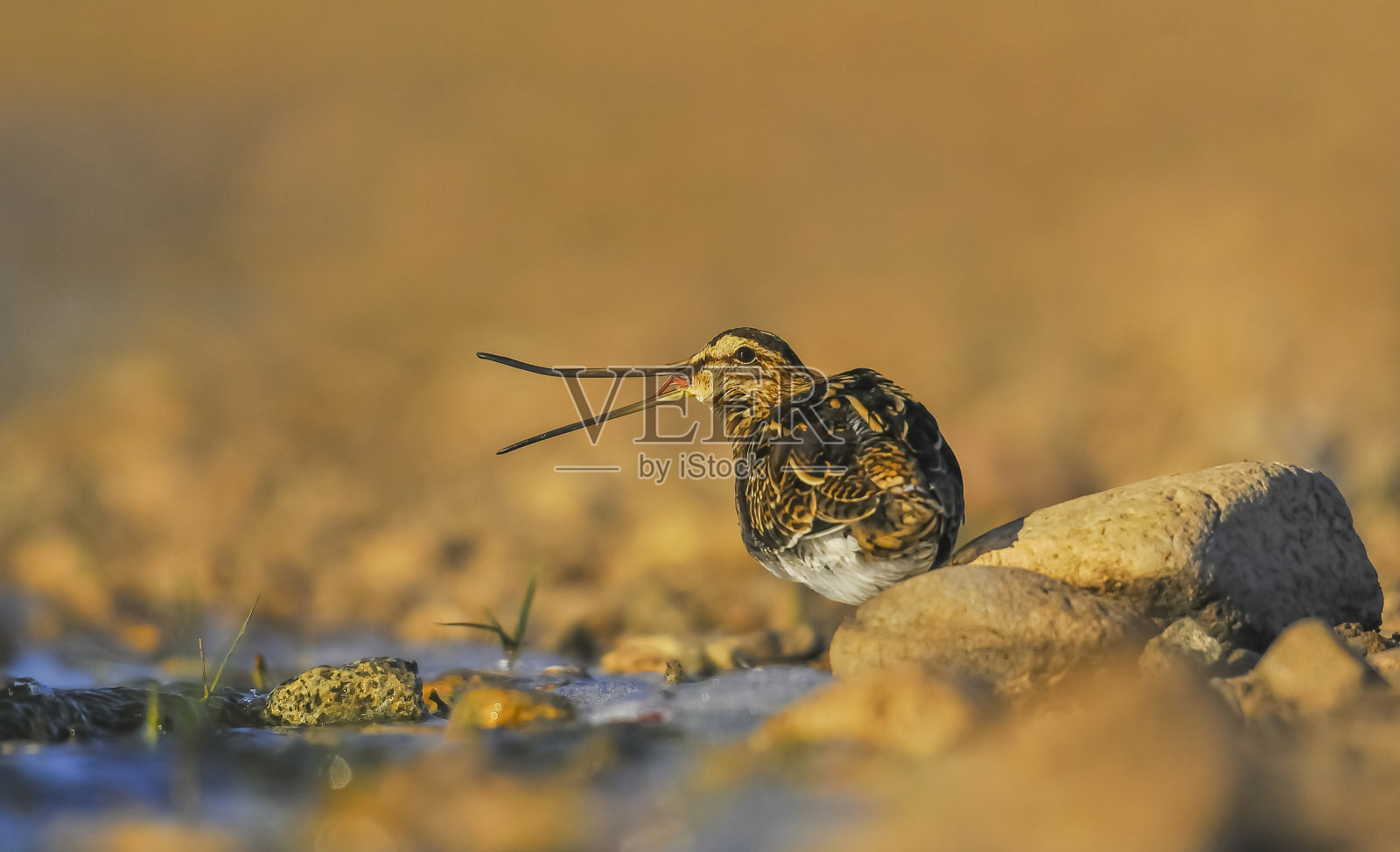 普通狙击(鸡)照片摄影图片