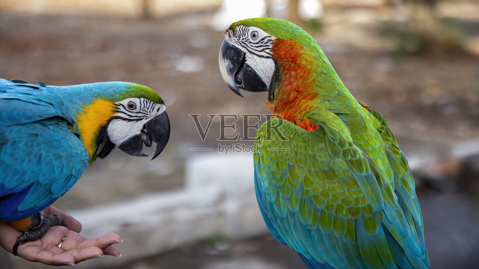 不同种类的金刚鹦鹉，颜色都很好看照片摄影图片