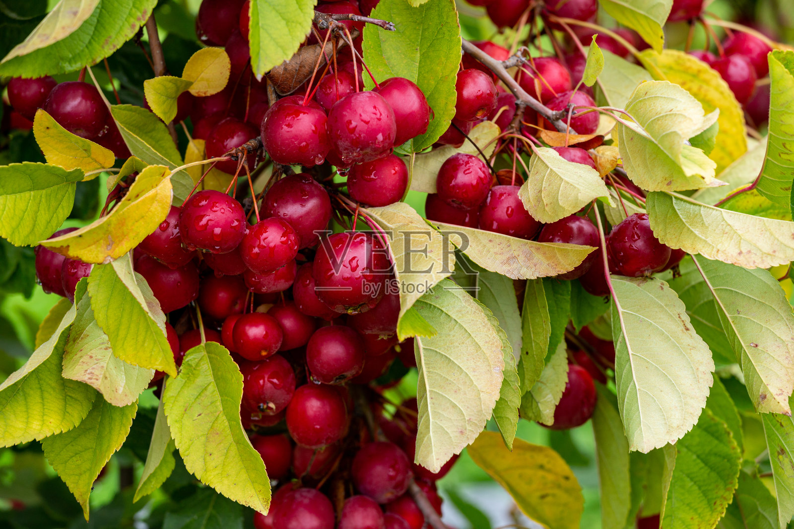 苹果园里有许多罕见的山楂。照片摄影图片