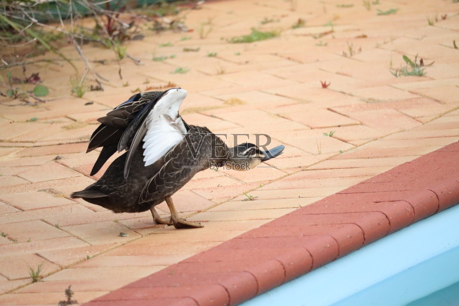 闪避鸭照片摄影图片