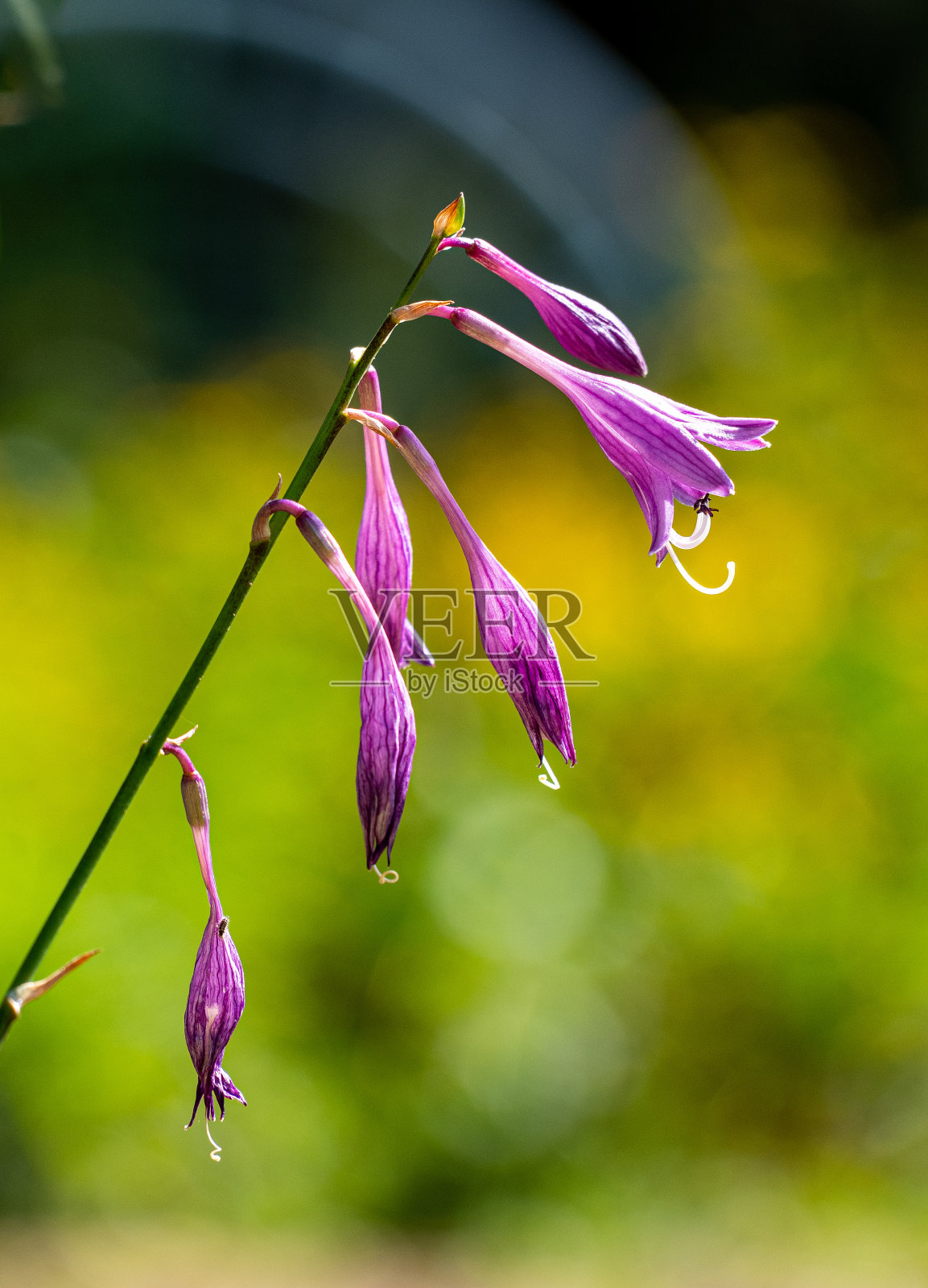 夏天照片摄影图片