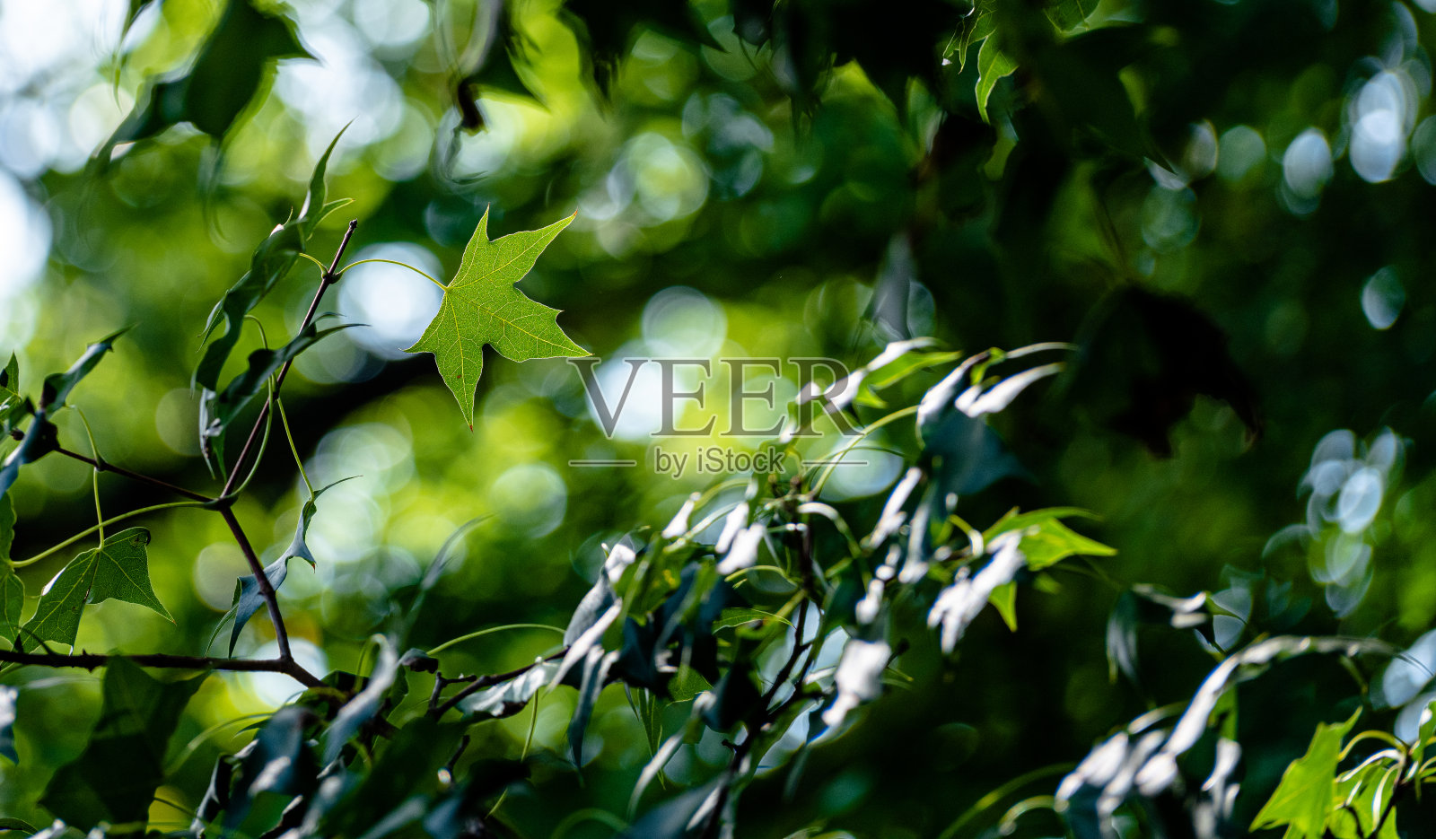 夏天照片摄影图片