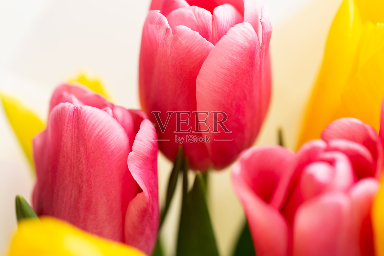 黄色和粉色的郁金香花蕾。照片摄影图片