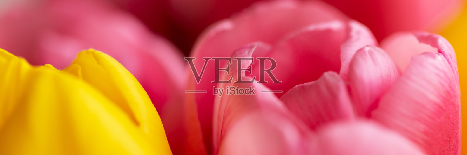 黄色和粉色的郁金香花蕾。照片摄影图片