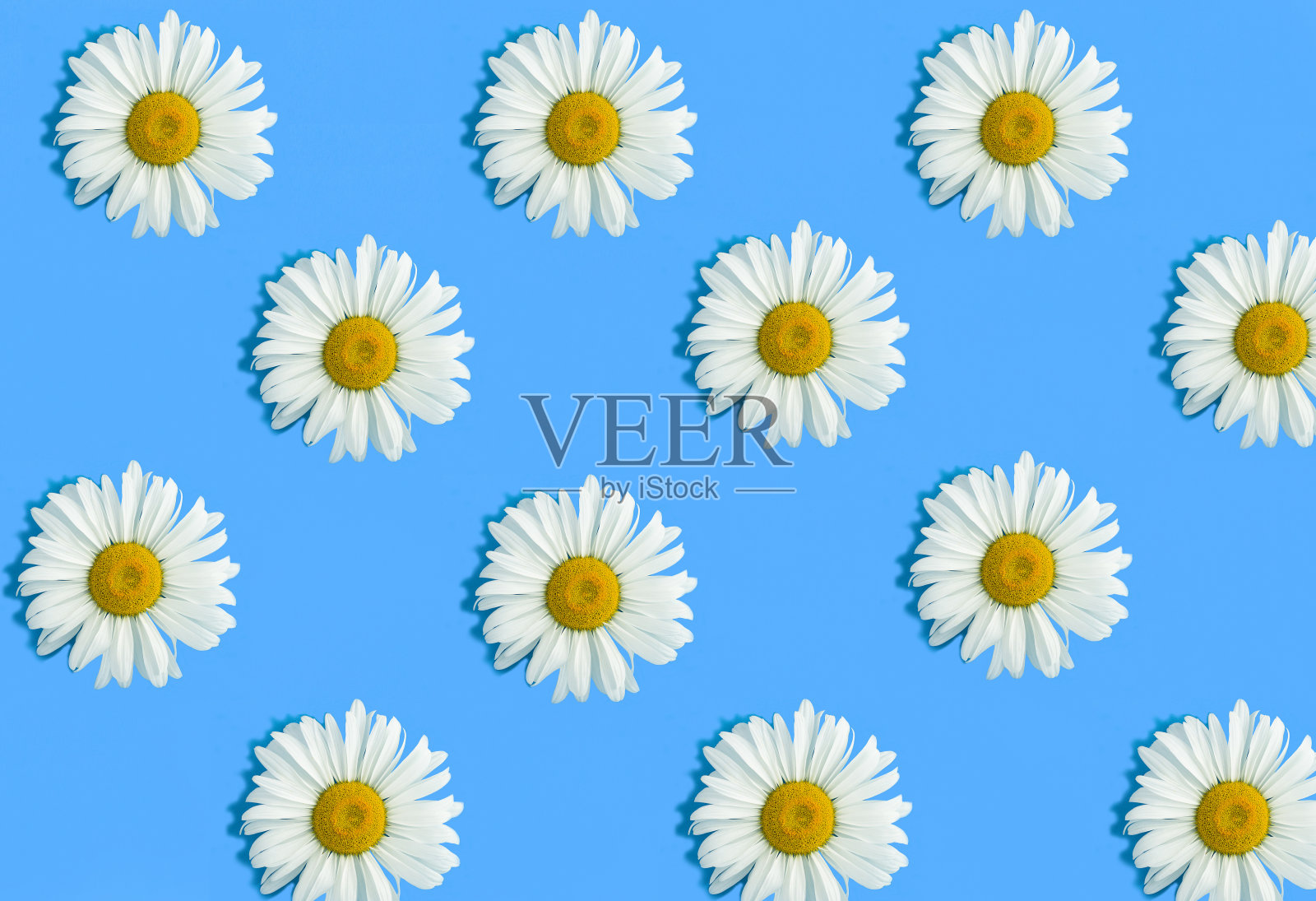 蓝色背景上的白色洋甘菊俯视图。模式。平的。照片摄影图片