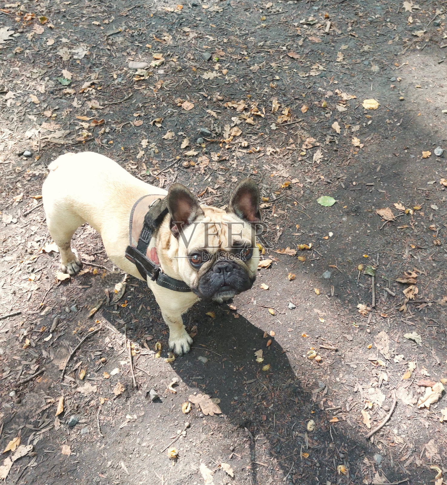 狗爱照片摄影图片