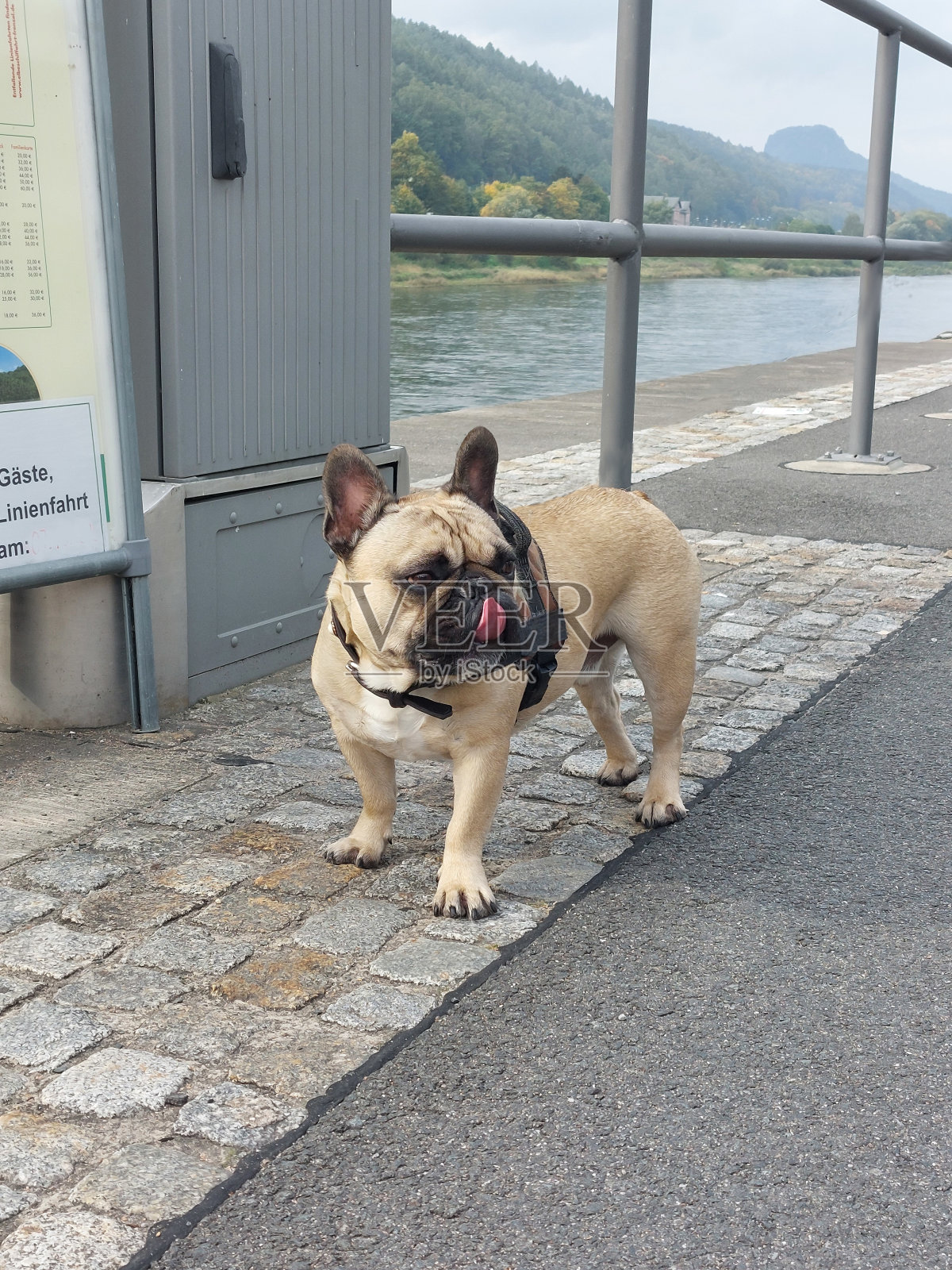 狗爱照片摄影图片