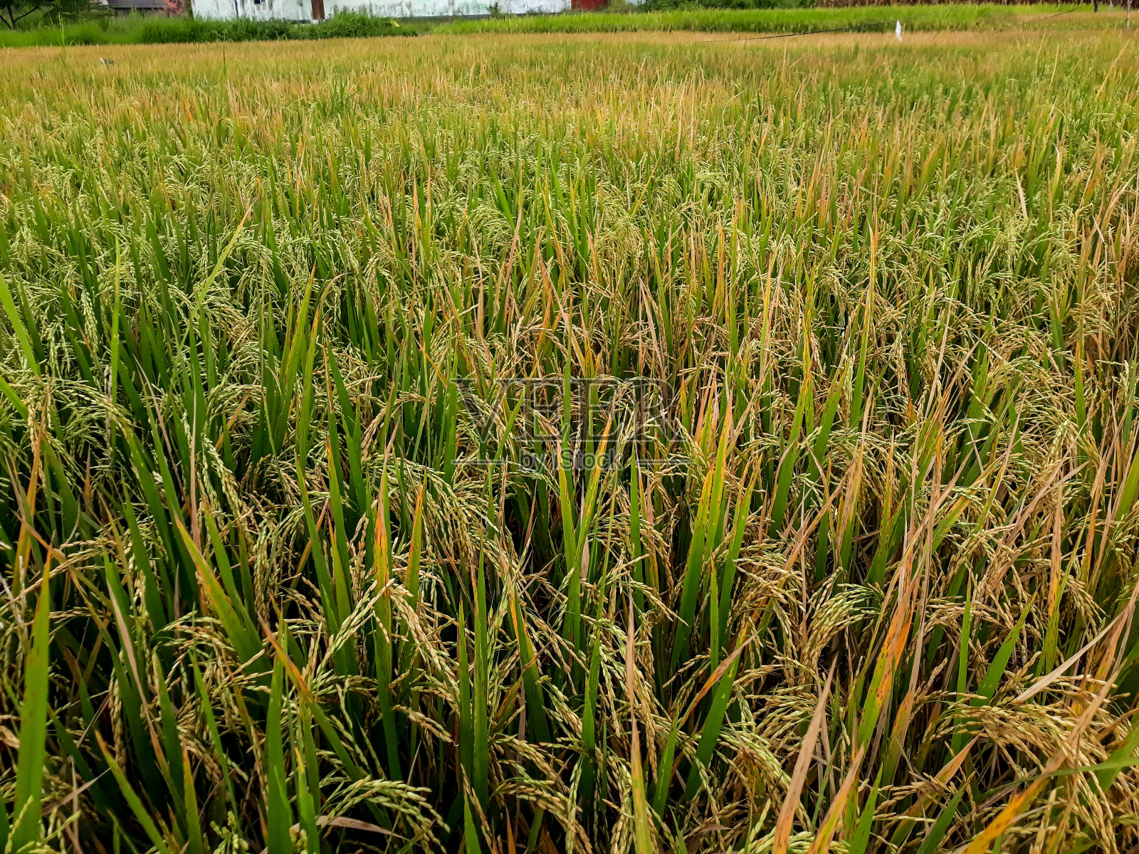 稻田里的水稻植株照片照片摄影图片