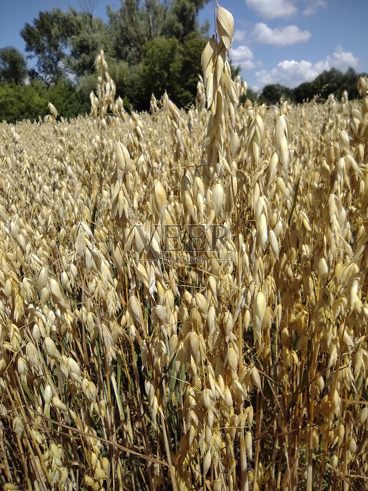 蓝天下的金兰照片摄影图片