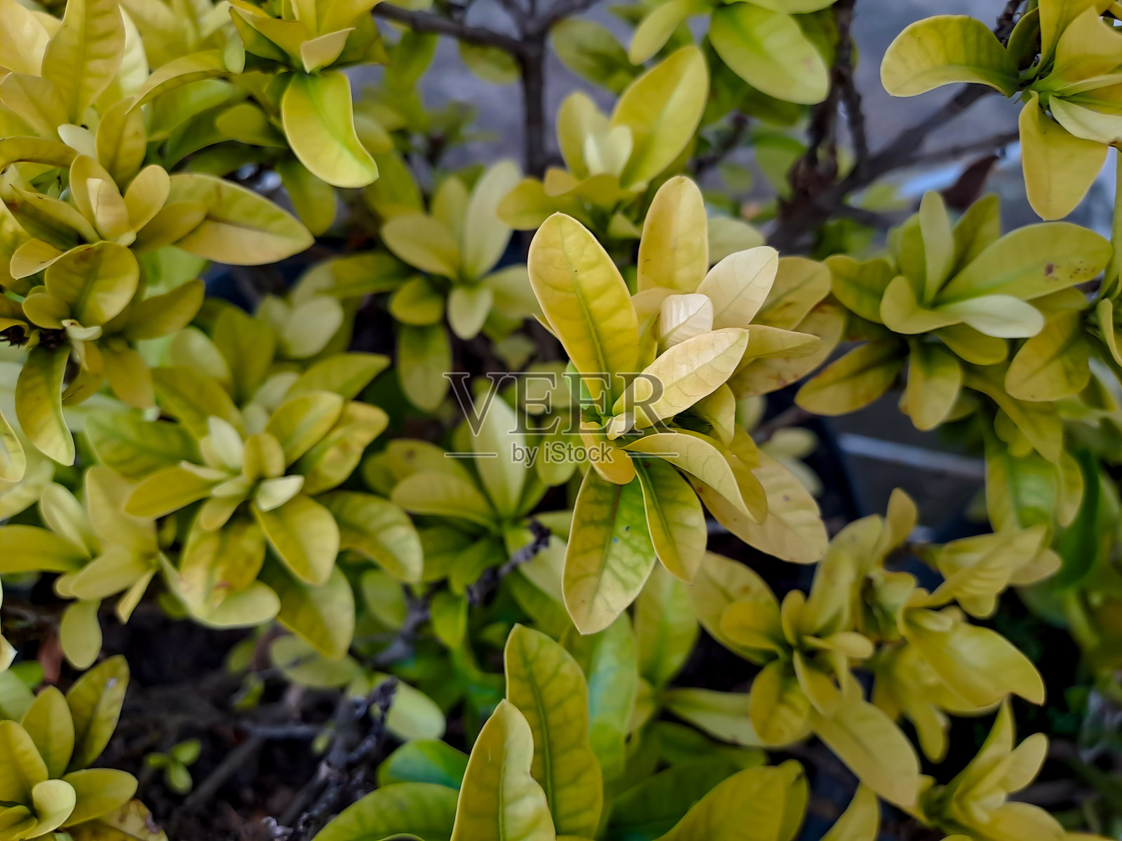 软峰蔷薇，春季花园里灌木乔木，黄色和淡绿色叶芸香科开花植物照片摄影图片