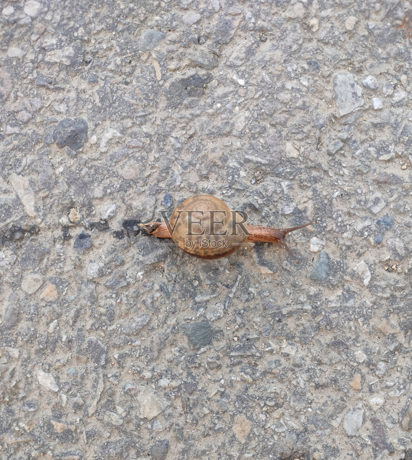 懒惰的蜗牛照片摄影图片