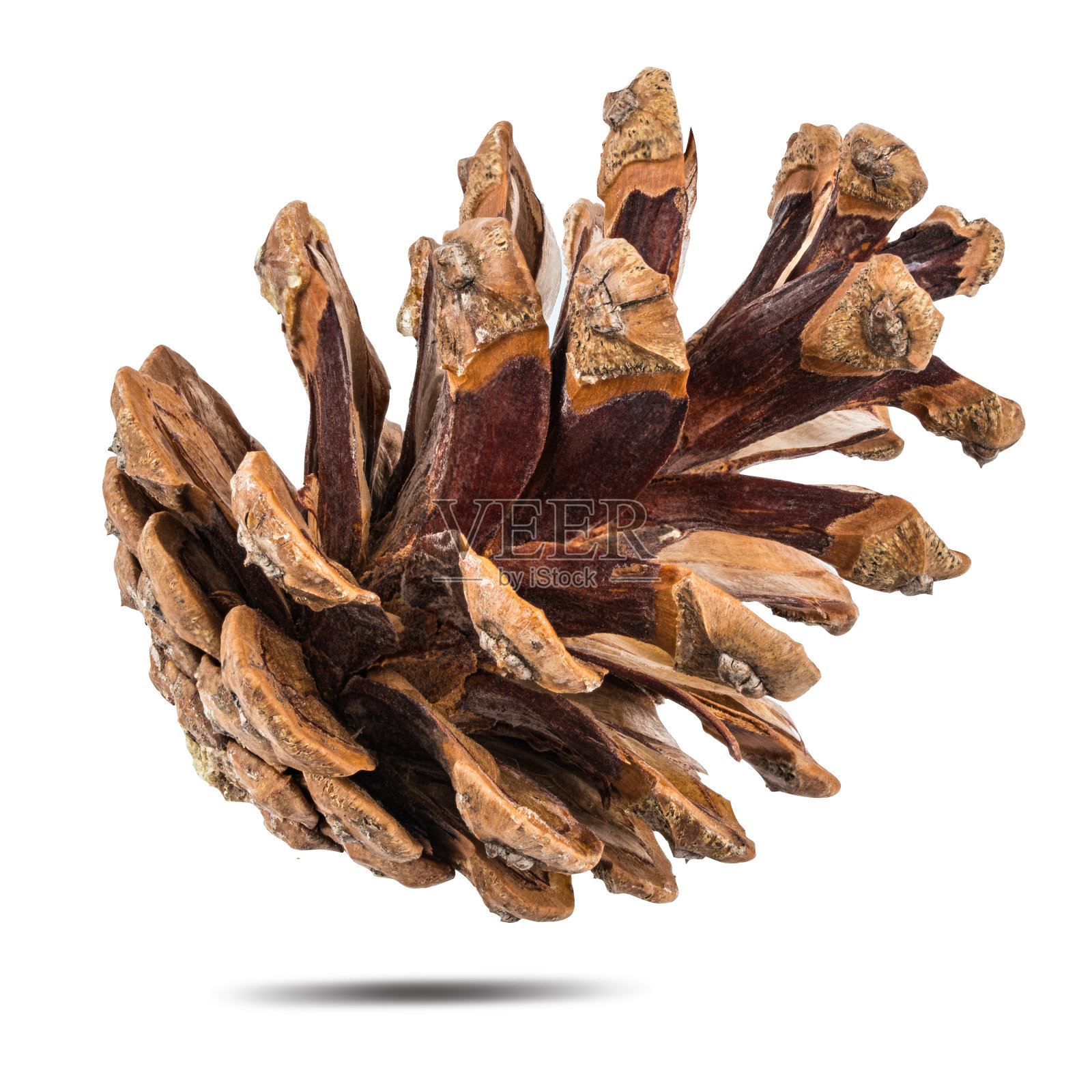 松果孤立在白色背景与修剪路径照片摄影图片