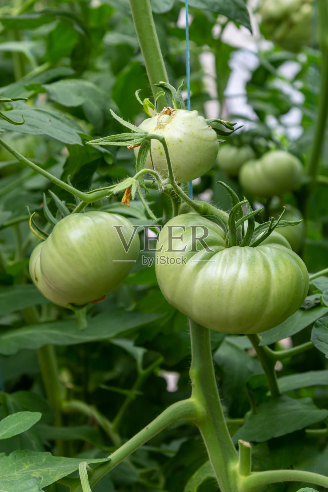 灌木上的一串绿西红柿。西红柿在花园里成熟了。用青番茄种植。灌木上有很多西红柿照片摄影图片