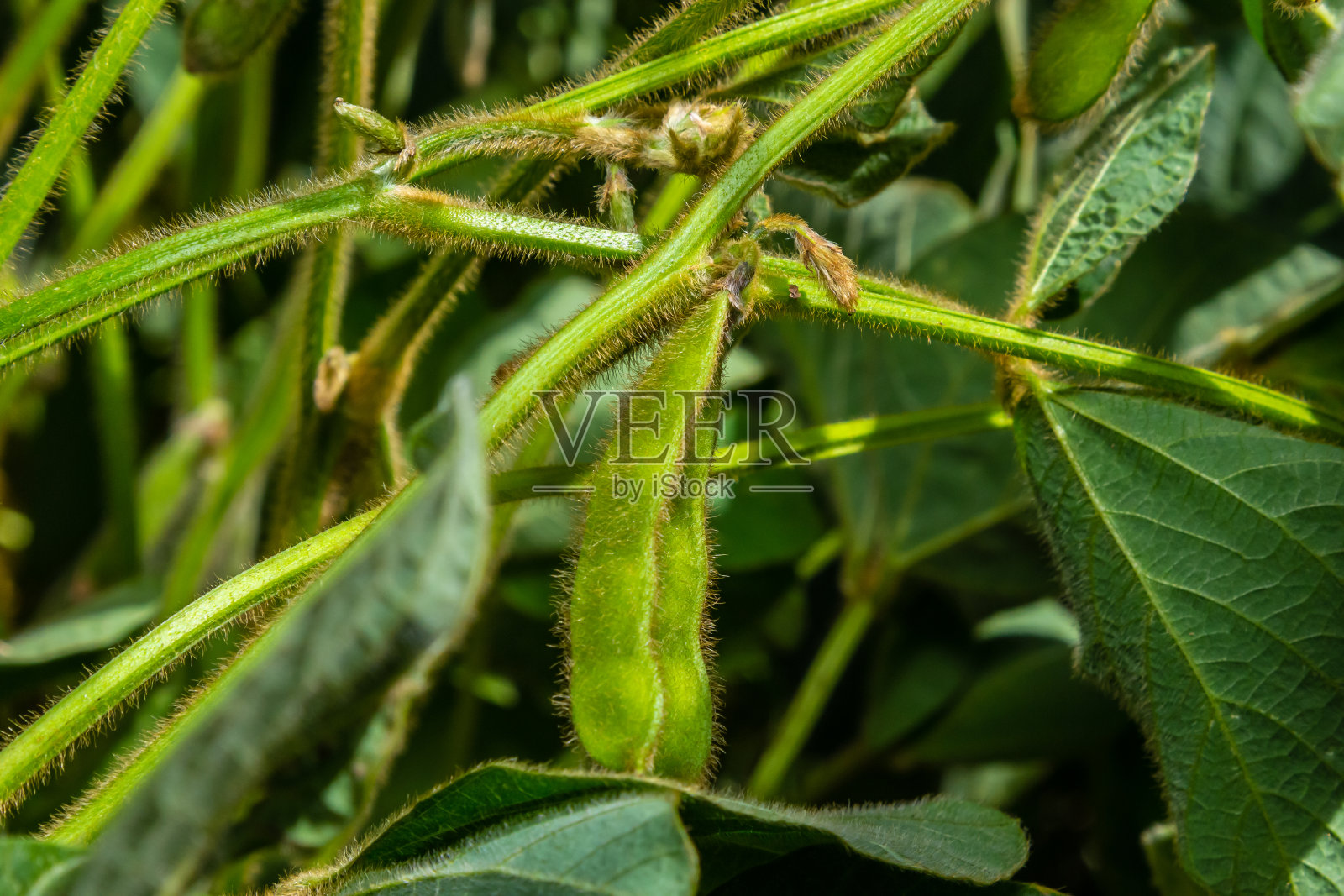 大豆豆荚，特写。农业大豆种植和日照。阳光下的大豆植株。阳光下生长的绿色大豆照片摄影图片