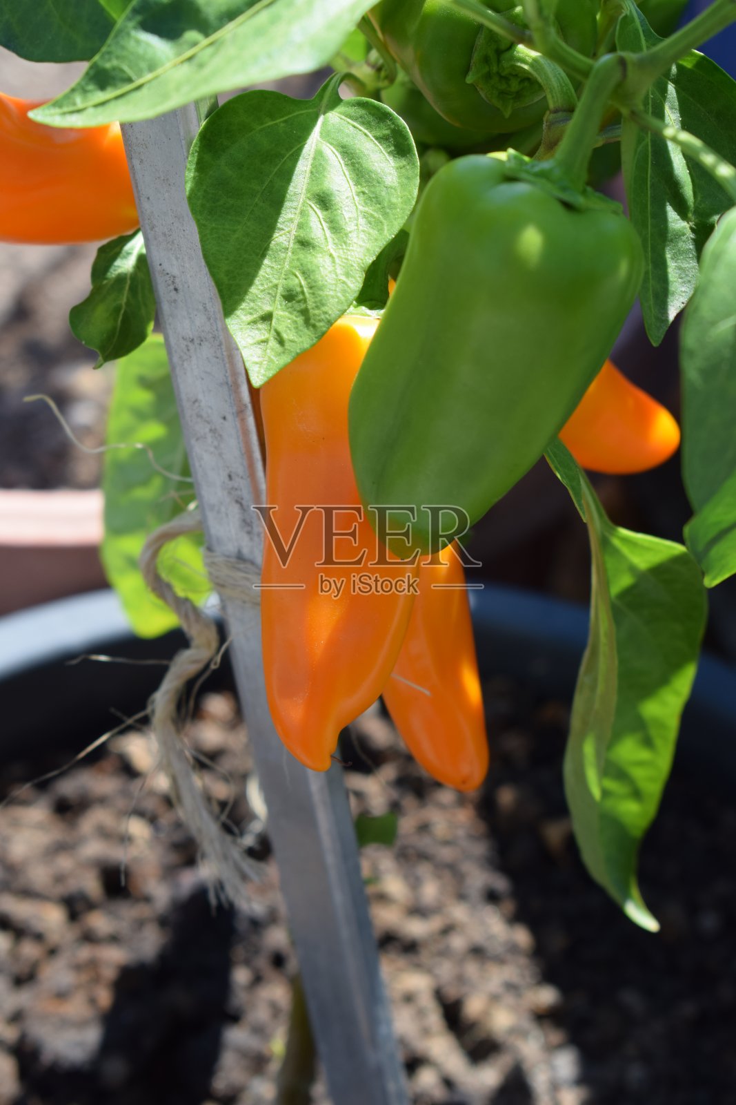 甜橙辣椒照片摄影图片