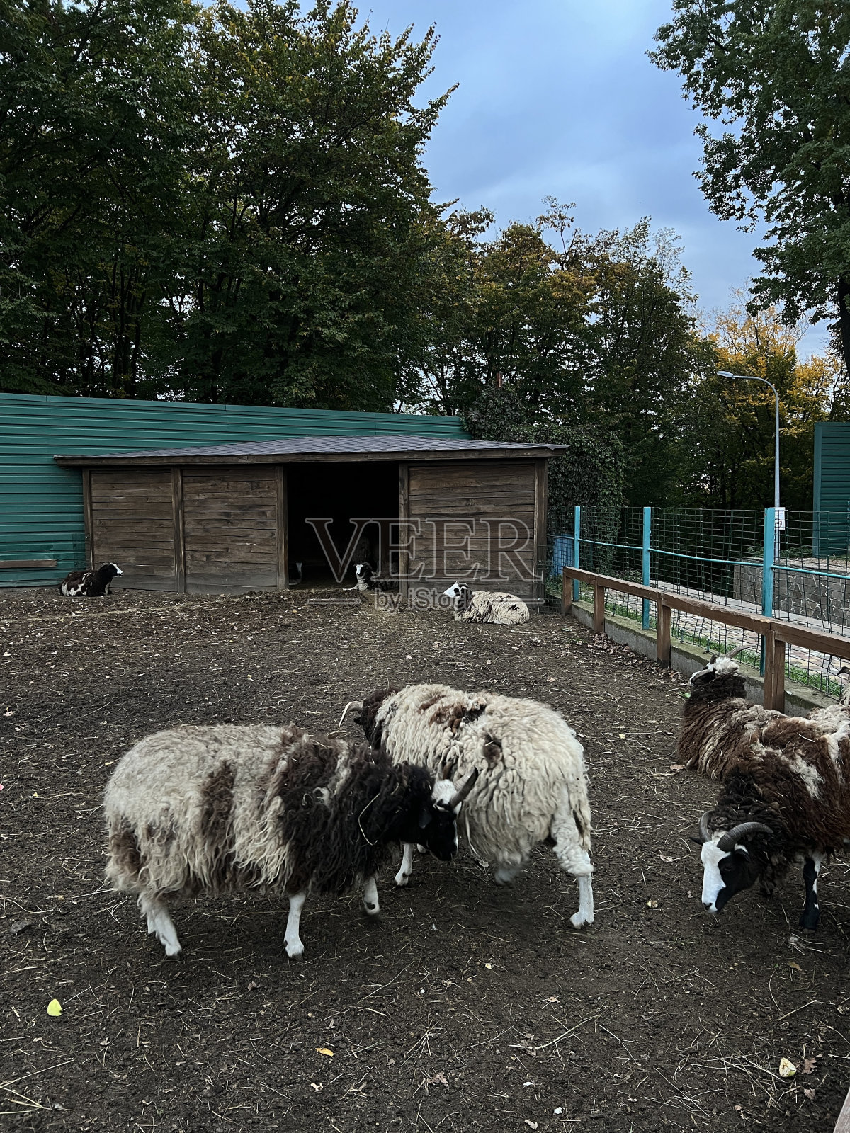 室外农场里的羊照片摄影图片