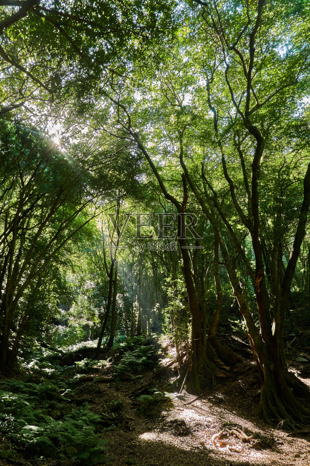 拉帕尔马岛上瀑布的丛林景观。加那利群岛。西班牙照片摄影图片