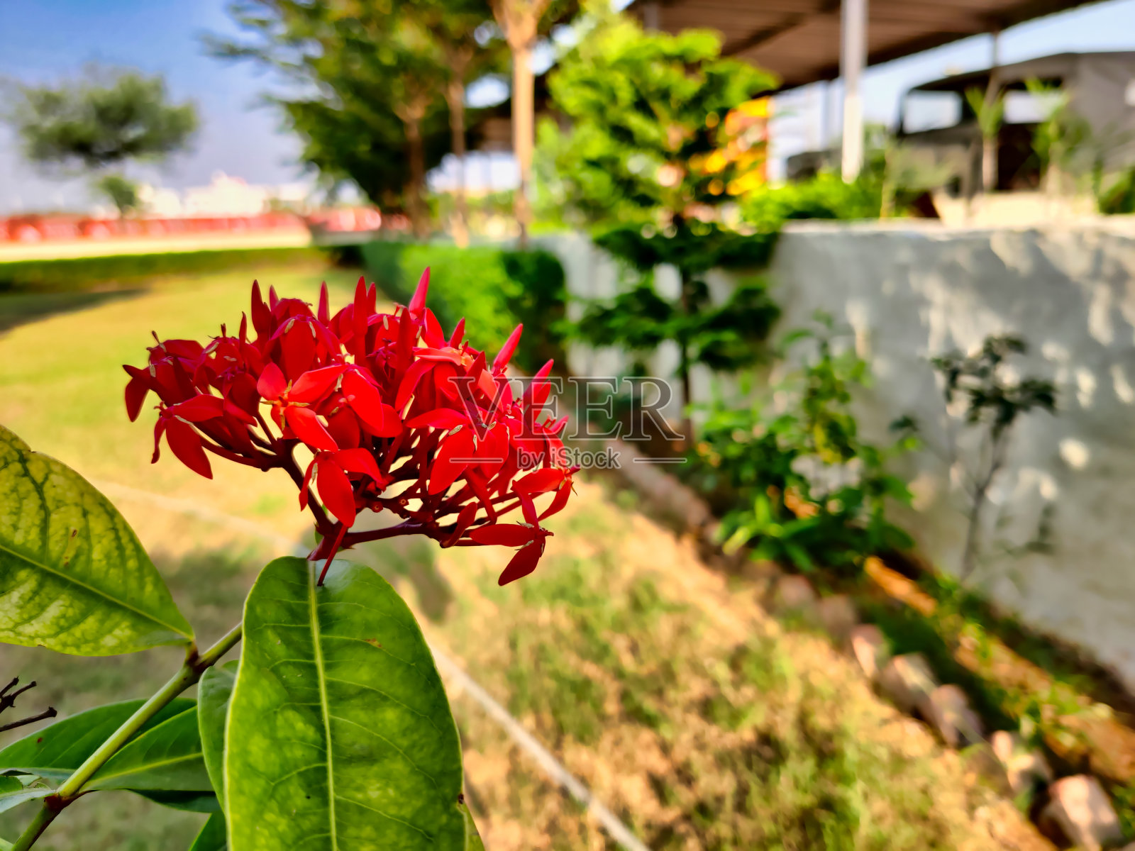 绿叶间红花的特写镜头照片摄影图片