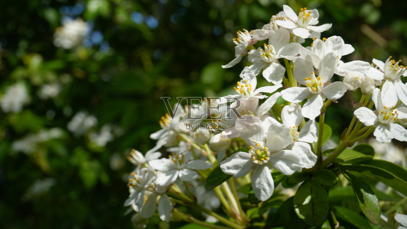 白色的花朵照片摄影图片