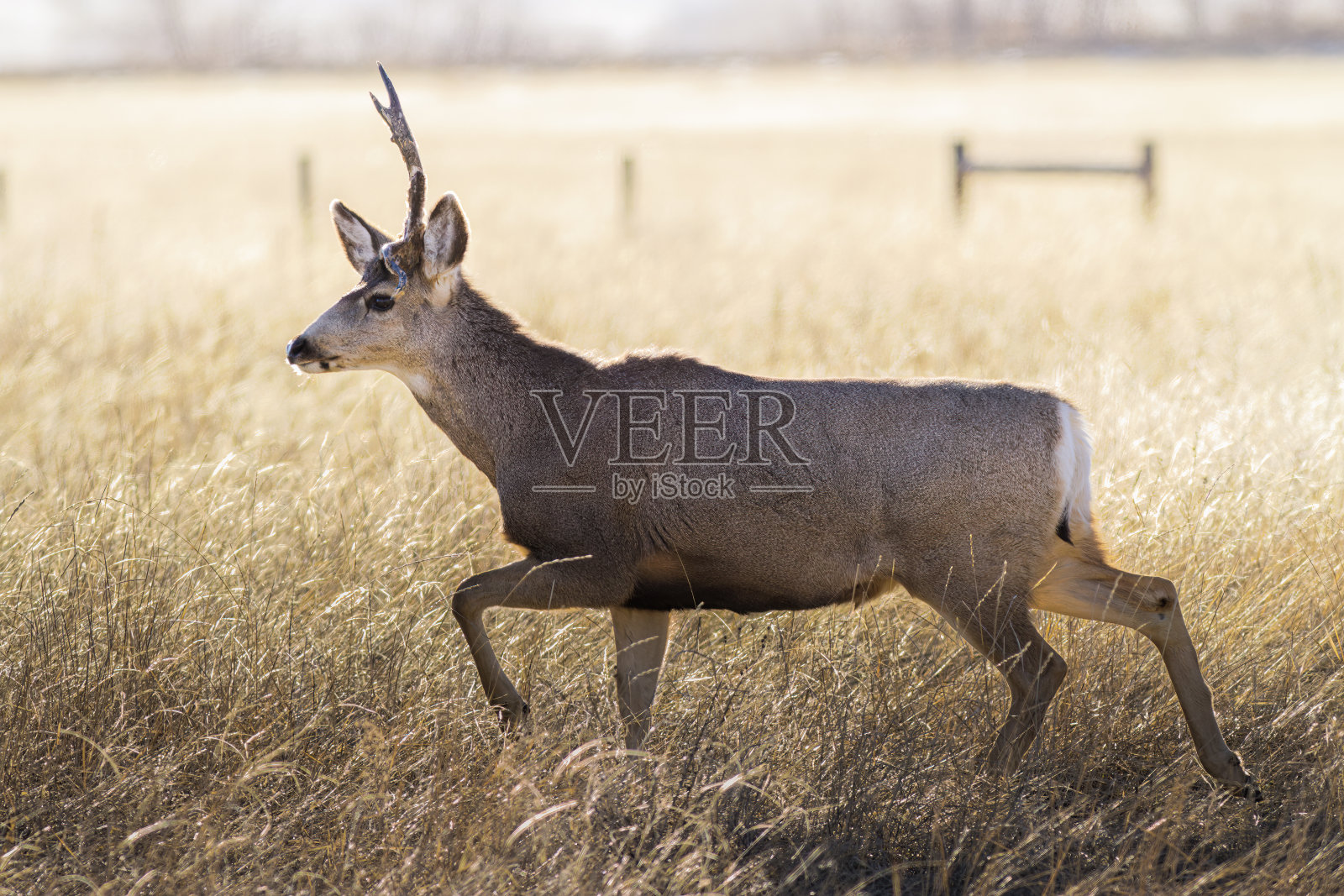 黑尾鹿在日出时穿过草地。科罗拉多州野生动物。科罗拉多高原上的野鹿照片摄影图片
