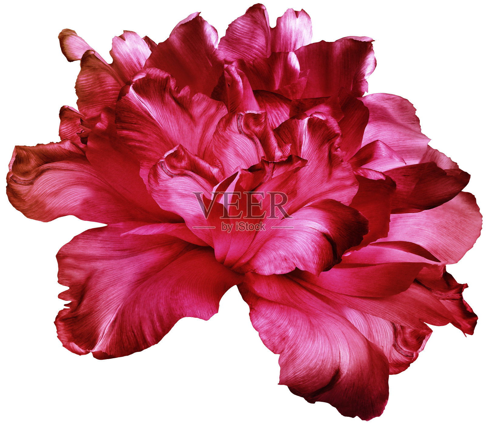 红色郁金香花在白色孤立的背景与修剪路径。特写镜头。为设计。大自然。照片摄影图片